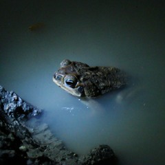 Sapística - concierto en el ocaso
