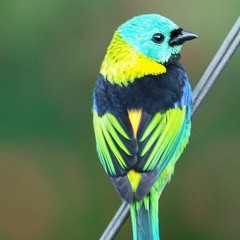 California Dreamin' 23-09-2018