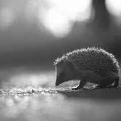 Hedgehog At Eight Thousand