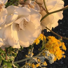 SZA - The Weekend (Cover)