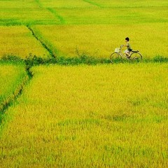 Em Đi Giữa Biển Vàng  - Thu Bằng (Thu Thanh Trước 1975)-Hà Nội Vi Vu