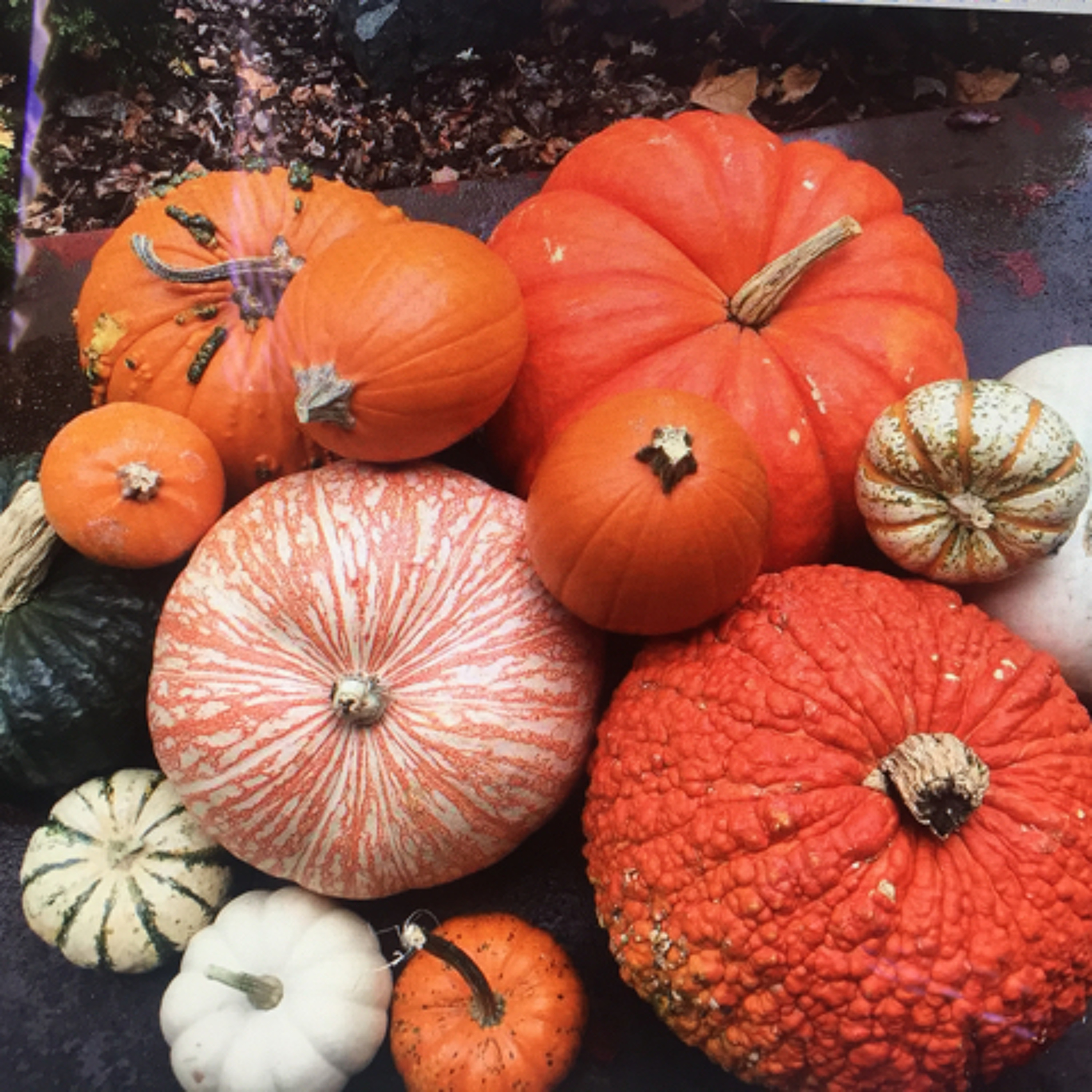 Pumpkins Aplenty episode artwork