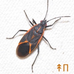 Box Elder Bug