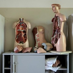lungs