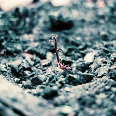 Money (Feat. The Lioness)