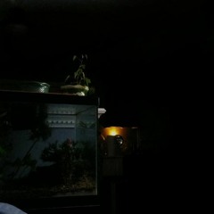 MOTEL
