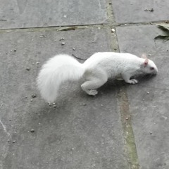 Knight Ali - Washed Up (2017)