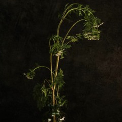 Aunque nos marchitemos