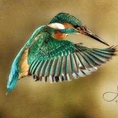 Birds Need To Fly mantra style (not more privet)