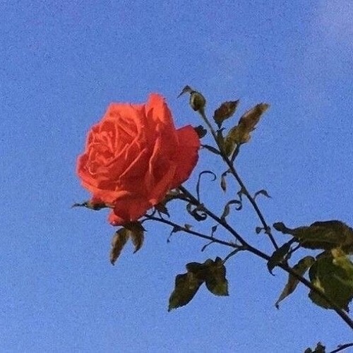 Livestream lil project (made with u)