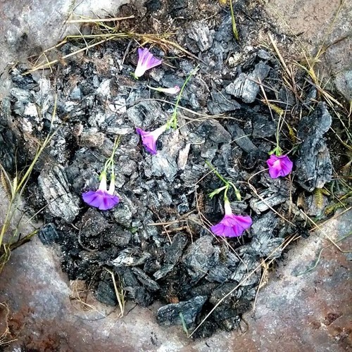 Metamorphosis (w/Myrh & Gautamkarnik)