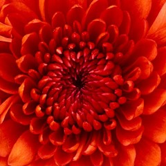 Just Because (No Fucks Given)- JayDaGod (1)