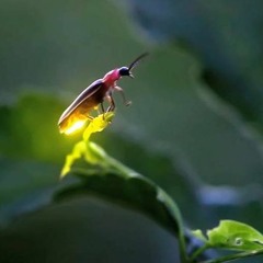 YungVlakoff & Bizzle - Fireflies (Meget God Sang)