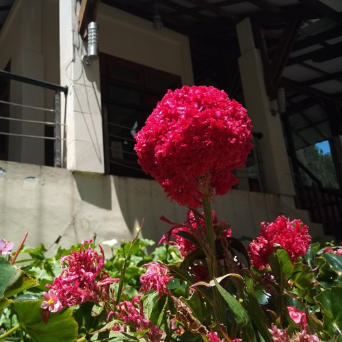 robby ginting - ngarap api gestung bas lau