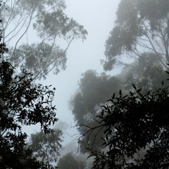 de la sierra a la selva