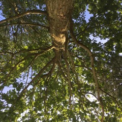 Halo (cover Beyoncé)