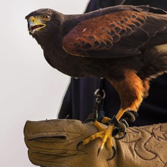 Geschichte des persischen Königs mit seinem Falken - 1001 - 7