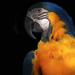 Geschichte des Ehemanns und des Papagei - 1001 - 8