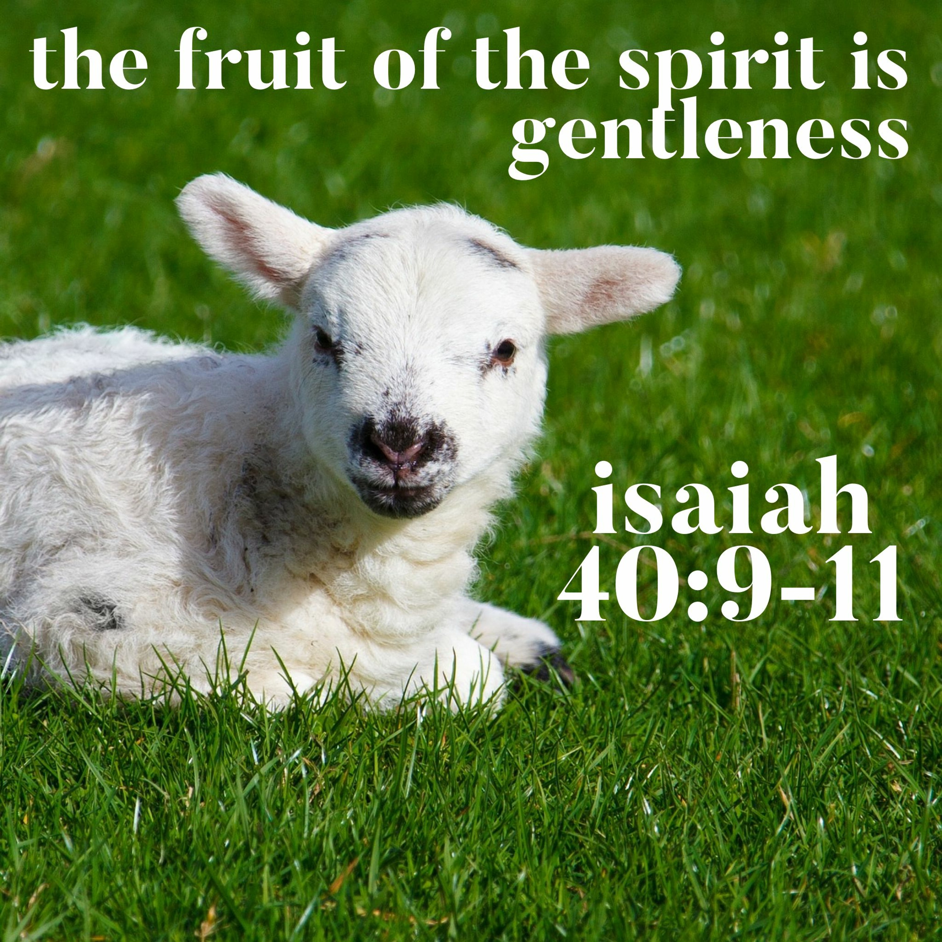 The Fruit of the Spirit is Gentleness, Isaiah 40:9-11 episode artwork