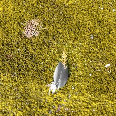 Nombreux Sont Mes Amis