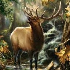 pour tout les cerfs du monde