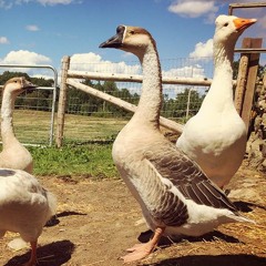 Gosja Straža (Goose guard)