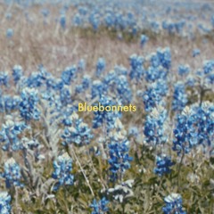 Bluebonnets