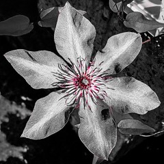 distant memory (w/ king midnight)