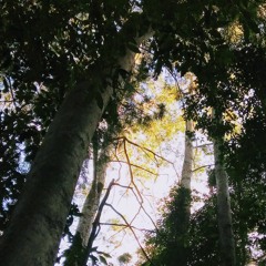 Kondalilla Mid Spring