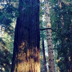 Ambient vocal+1 semitone