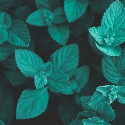 Мятные обои Эстетика