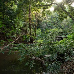 Kutini-Payamu (Iron Range) National Park, Australia - A Biodiversity Hotspot