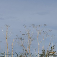 08 10 2018 (boil in the bag circus)