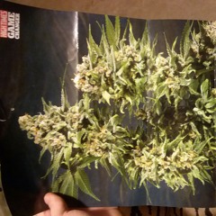 Lit up freestyle~Hansolo