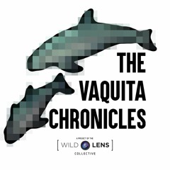What Is A Vaquita?