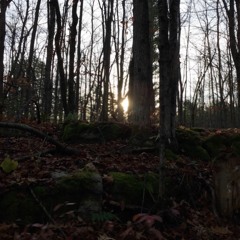 Echoes from the Dark