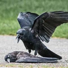 birdsinthefoundation