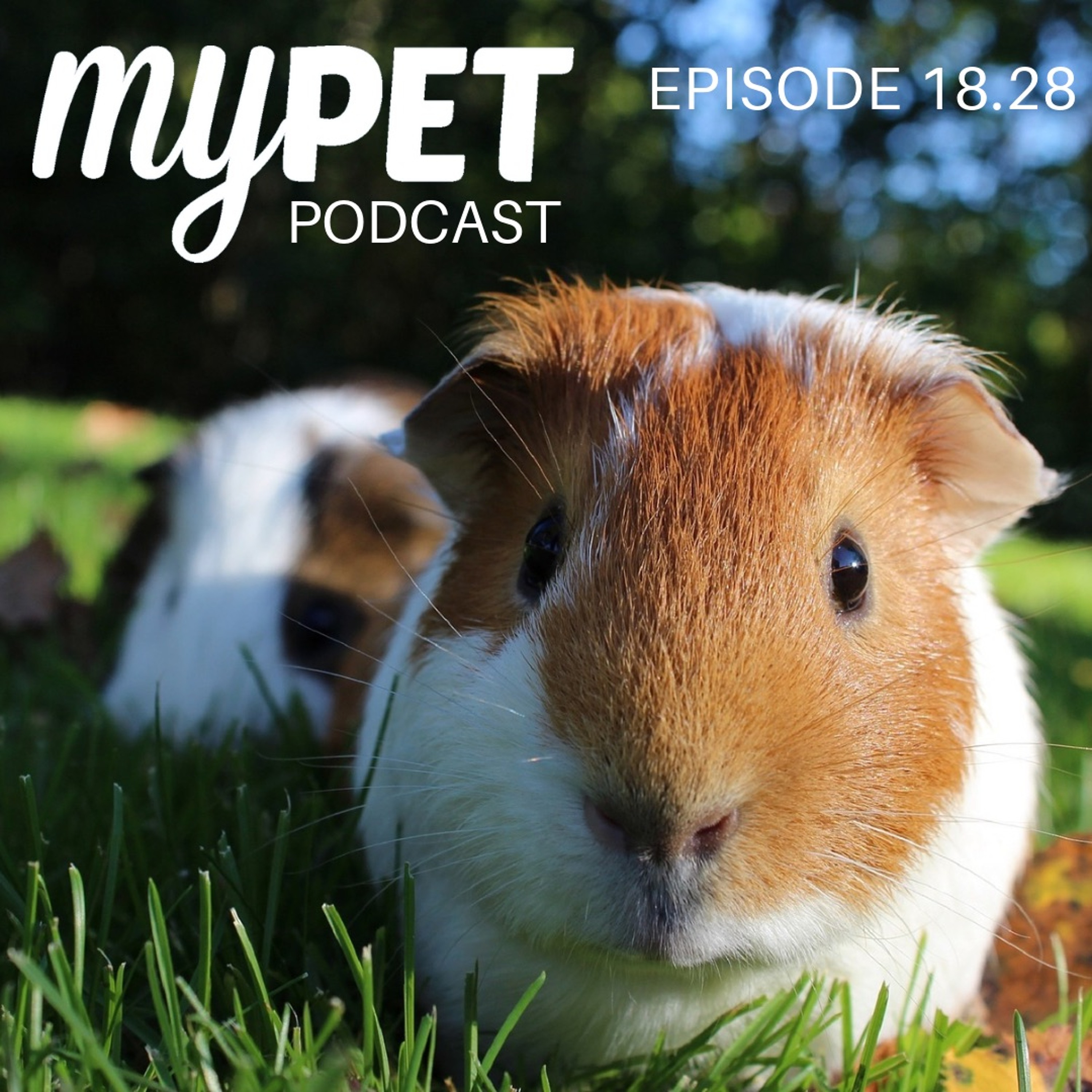 Caring For Cavies; Guinea Pig health, facts & info episode artwork