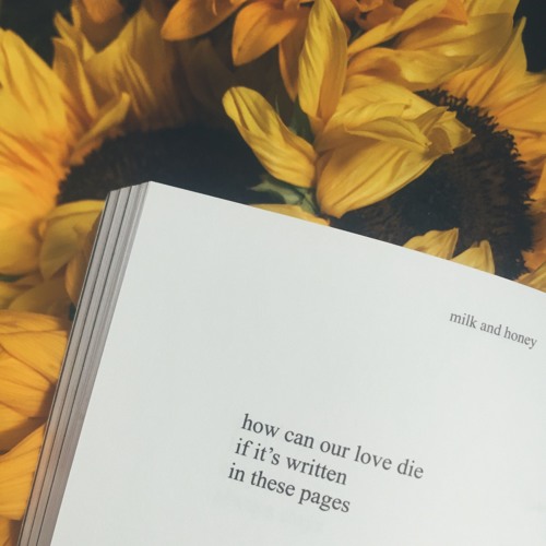 sunflower seeds - original