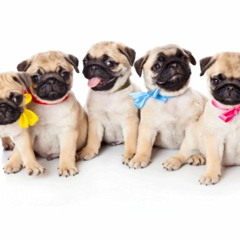 Waaba pugs hot sale