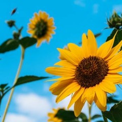 Khadijah Hamdi - Zinnirah #SV6Audition