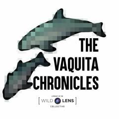 Music from the Sounds of the Vaquita with Ben Mirin