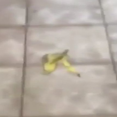 bana slip