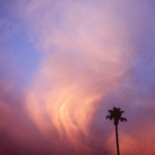 PALM TREES