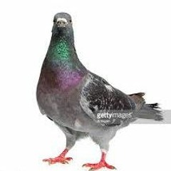 Circumcision Pigeon