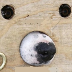 Jank - Caitlyn (bedroom pop cover)