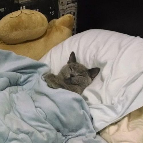 Peaceful Music & Sleepy Tunes