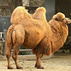 Just Took a Poo - The Brown Boys