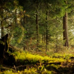 Walden02