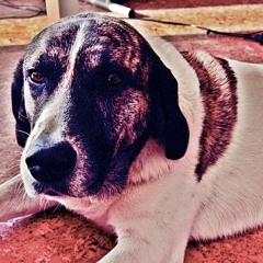 Dub 7 Takou Pre-version